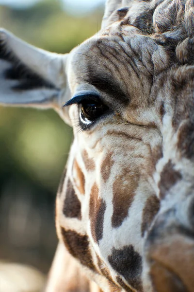 Großaufnahme Einer Giraffe — Stockfoto