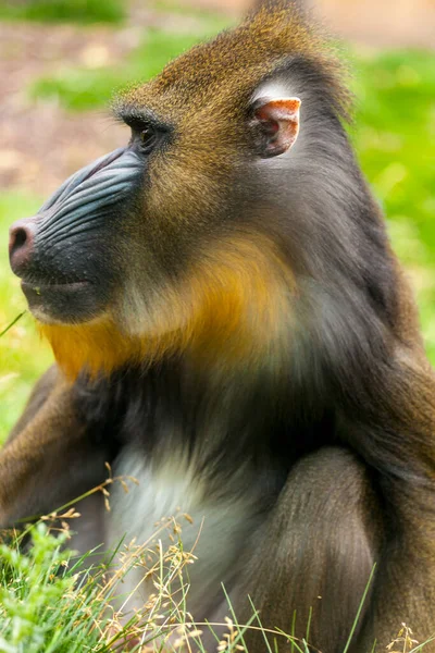 Perto Jovem Macaco Olhos Negros Sentado Uma Rocha — Fotografia de Stock