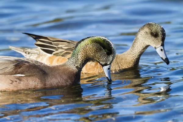 Canard Colvert Sur Lac — Photo