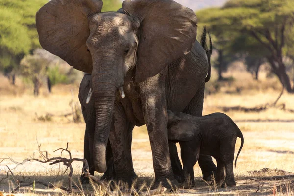 Les Éléphants Dans Savane Kenya — Photo