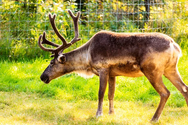 Red Deer Forest — Stock Photo, Image