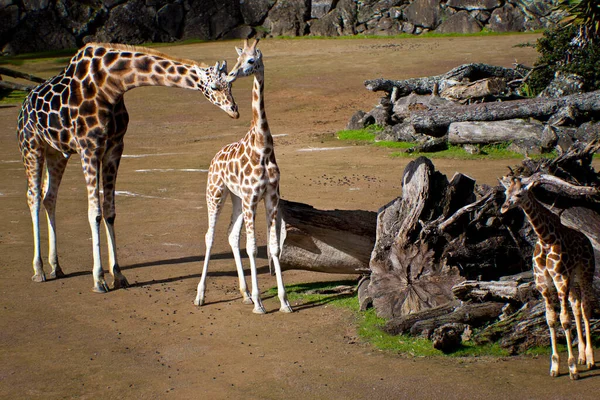 Girafe Dans Zoo — Photo
