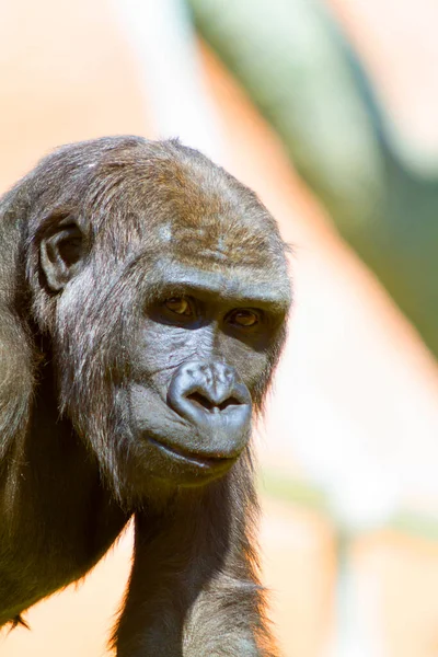 Крупним Планом Шимпанзе — стокове фото