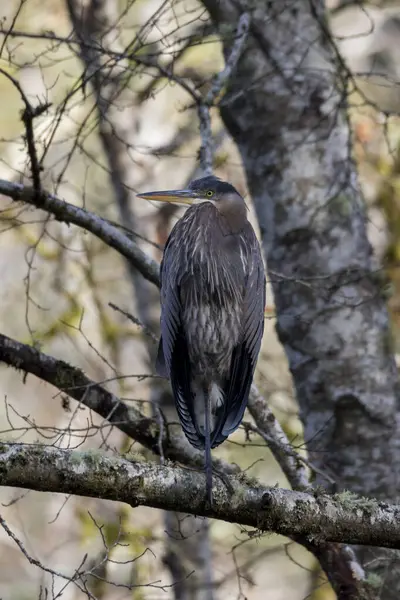 Fågel Gren Ett Träd Skogen — Stockfoto