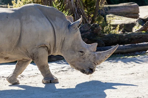 Rinoceronte Africano Zoológico — Fotografia de Stock