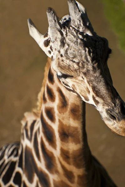 Fechar Uma Girafa — Fotografia de Stock