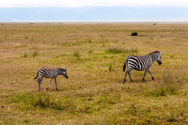Zèbres Dans Savane Kenya — Photo