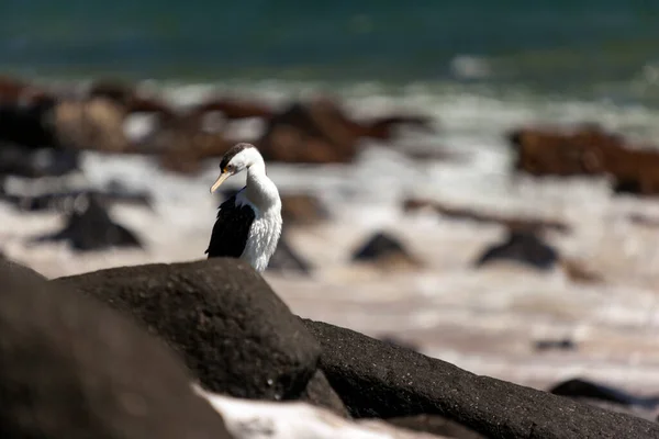 Tiro Close Uma Gaivota Praia — Fotografia de Stock