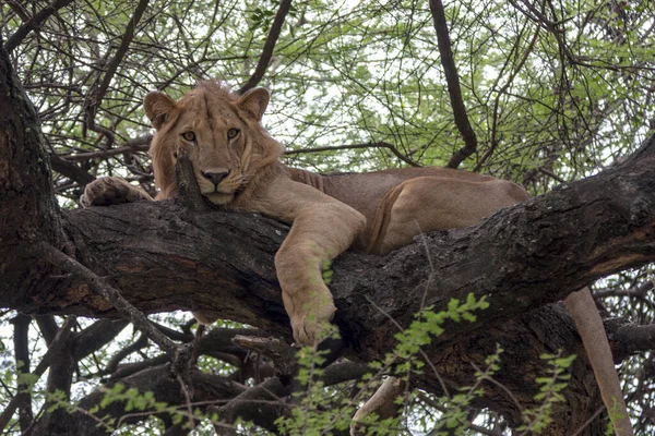 アフリカのサバンナでのライオンの美しいショットです — ストック写真