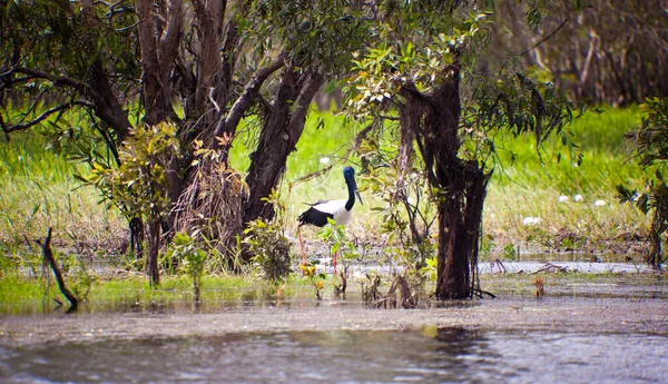 Cigüeña Blanca Agua — Foto de Stock