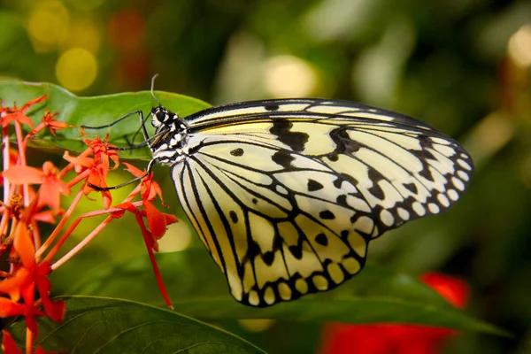 Mariposa Una Flor — Foto de Stock