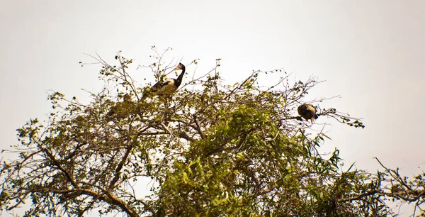 Ağaçtaki Kuşun Yakın Plan Çekimi — Stok fotoğraf