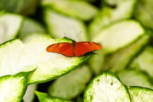 Mariposa Sobre Hoja Verde Primer Plano — Foto de Stock