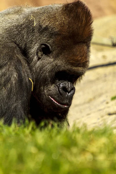 Erkek Bir Gorile Yaklaş — Stok fotoğraf
