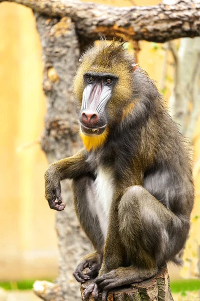 Close Tiro Macaco Bonito Sentado Uma Rocha — Fotografia de Stock