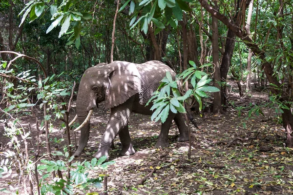 Olifant Jungle Rechtenvrije Stockfoto's