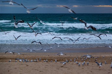 Martılar denizde uçuyor.
