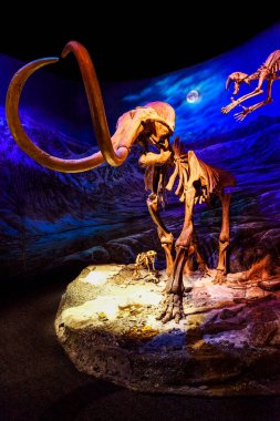 Drumheller, Kanada - 27 Aralık 2016: Ziyaretçiler Royal Tyrrell Müzesi 'nin girişindeki dinozor sergilerine akın ediyor. Müze paleontoloji araştırmaları ve 130 bin fosili ile ünlüdür..