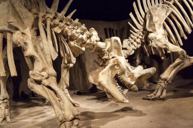 Drumheller, Canada - March 27, 2016: Royal Tyrrell Museum . The museum is famous for its palaeontology research and 130,000 fossils