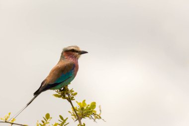 Bir ağacın dalındaki kuş.