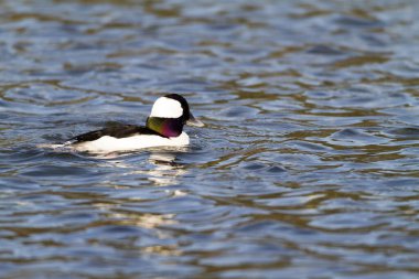 Göldeki güzel kuş