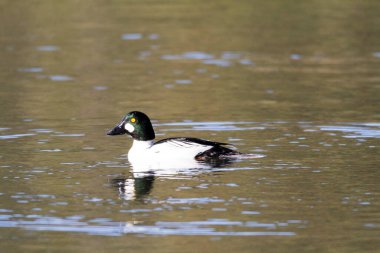 Gölde yüzen siyah boyunlu bir yunusun yakın plan fotoğrafı.