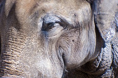 Büyük bir Afrika filinin yakınına.