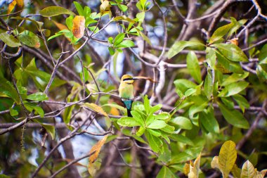 Yeşil yaprakların arasına gizlenmiş küçük bir kolibri.