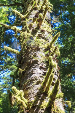 Ormanda çam ağacı gövdesi