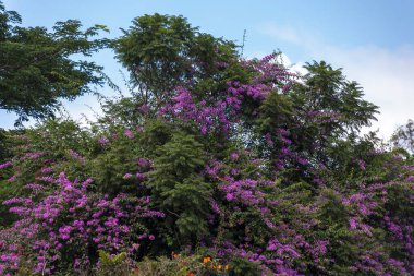 Bahçedeki güzel çiçekler