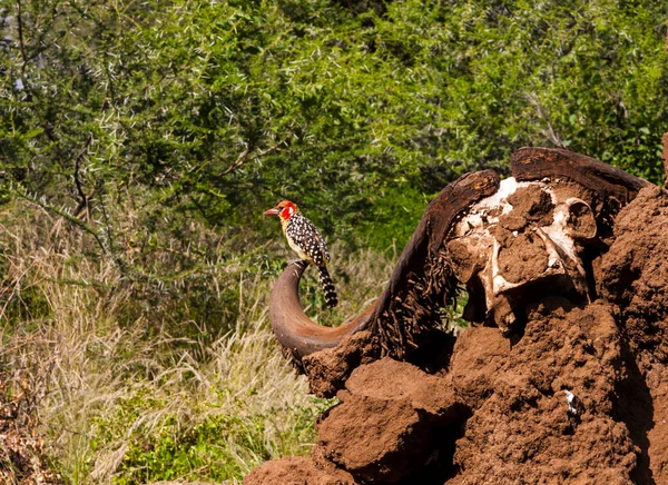 Closeup Bird Sitting Horns Dead Bull — Stock Photo, Image