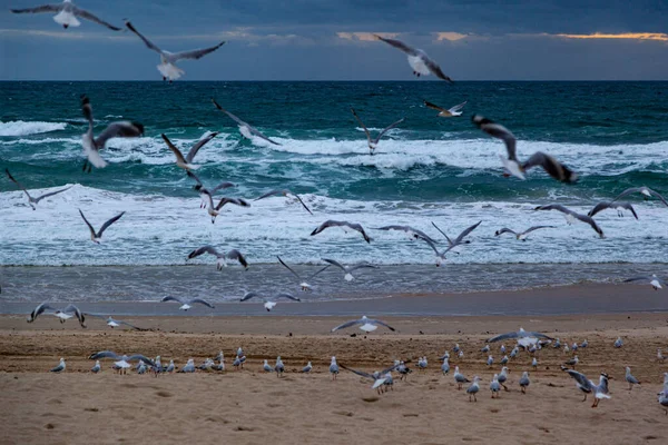 Seagulls Flying Sea — Stock Photo, Image