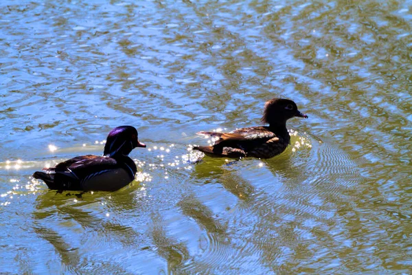 Ducks Lake — Stock Photo, Image