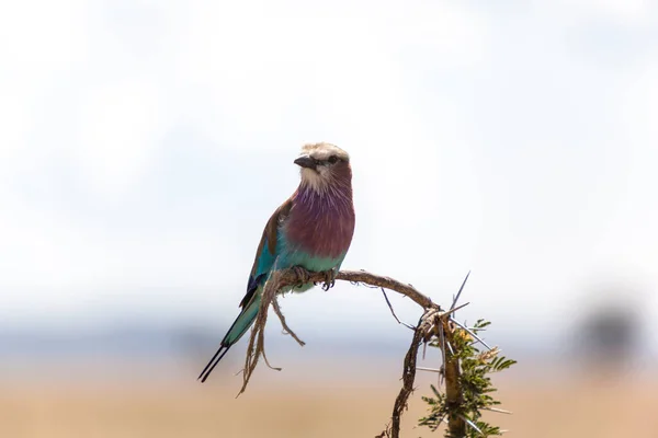 Bel Oiseau Sur Nature — Photo