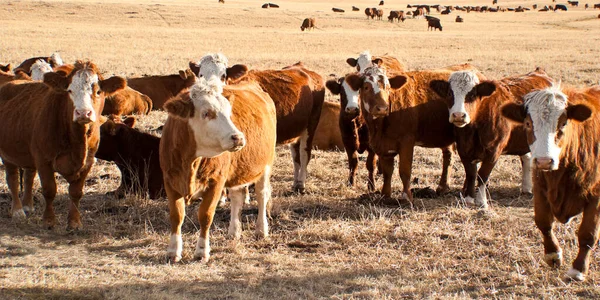 Herd Cows Pasture — Stock Photo, Image