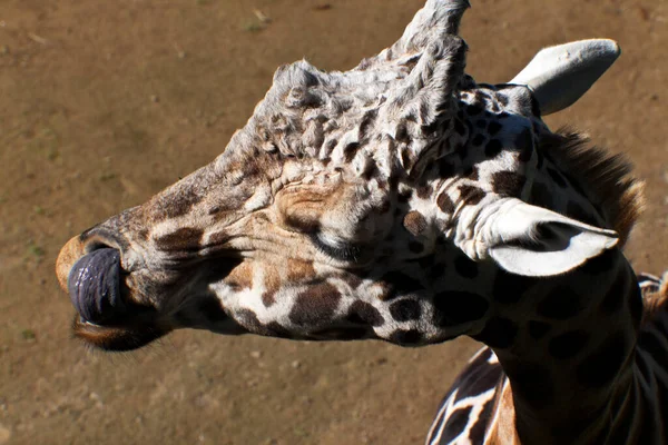 Giraffe Zoo — Stockfoto