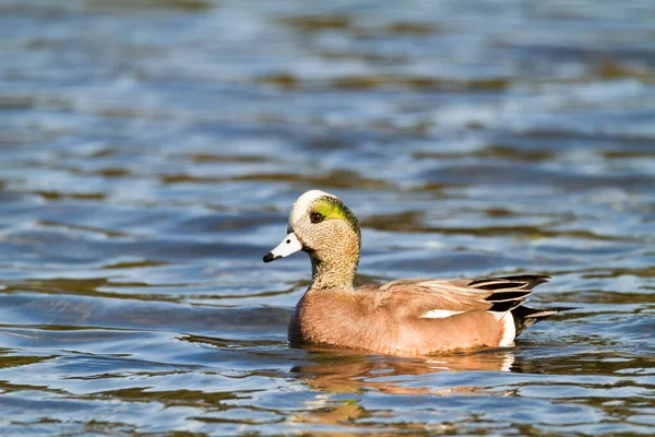 Canard Dans Eau — Photo