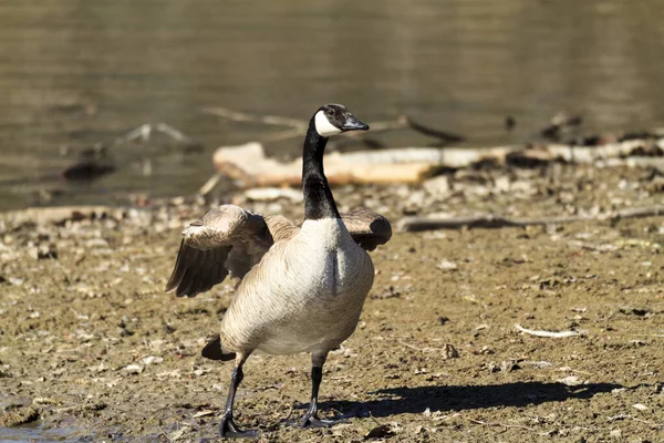 Group Ducks Beach — Stock Photo, Image