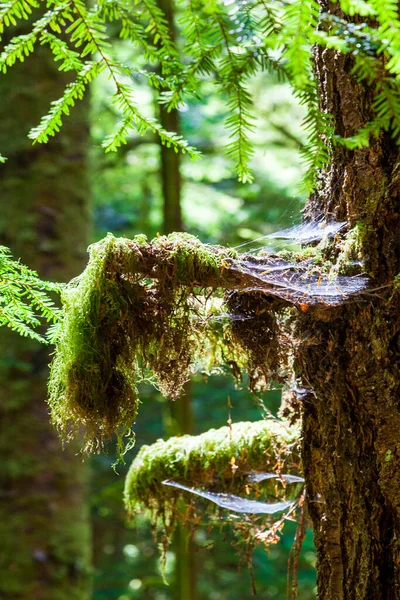 Muschio Verde Nel Bosco — Foto Stock