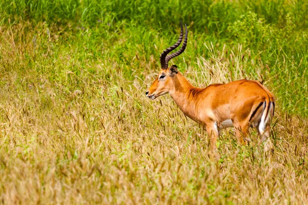 肯尼亚草原上美丽的非洲羚羊 — 图库照片