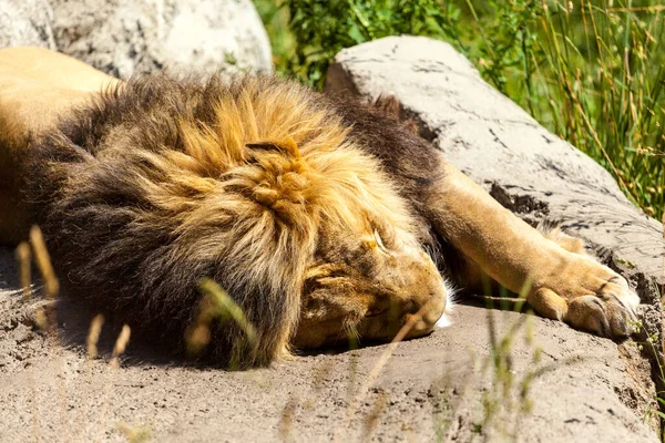 Perto Jovem Leão Macho Zoológico — Fotografia de Stock