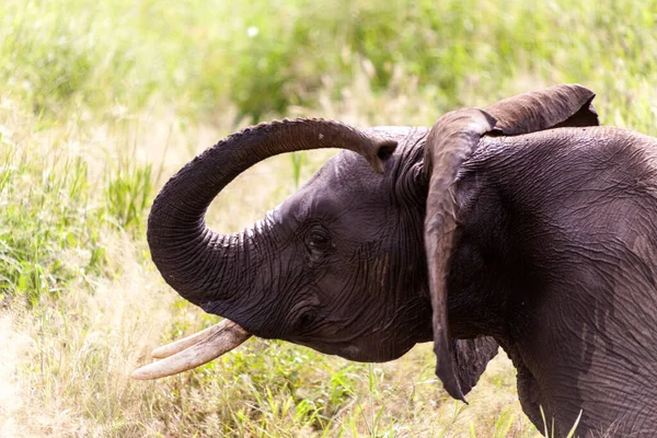 Éléphant Afrique Dans Zoo — Photo