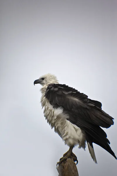 Closeup Shot Black Crow White Beak — Stock Photo, Image