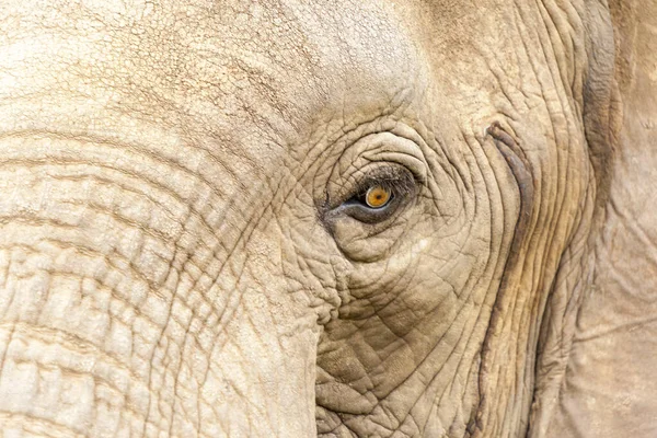 Primo Piano Grande Elefante Bianco — Foto Stock
