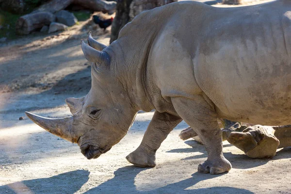 Zbliżenie Ujęcie Białego Nosorożca Zoo — Zdjęcie stockowe