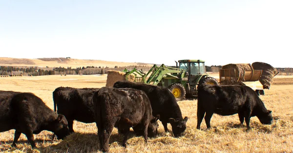 Vaches Dans Pâturage — Photo