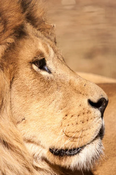 Close Lion — Stock Photo, Image