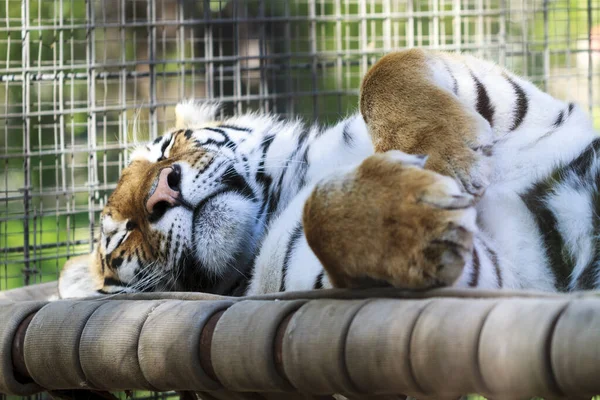 Tiger Zoo — Stockfoto