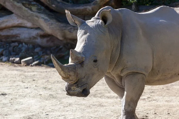 Gros Plan Rhinocéros Blanc Dans Parc National Kruger — Photo