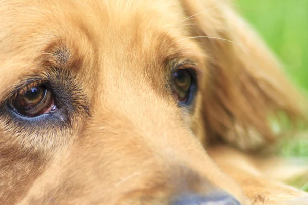 Närbild Hund — Stockfoto